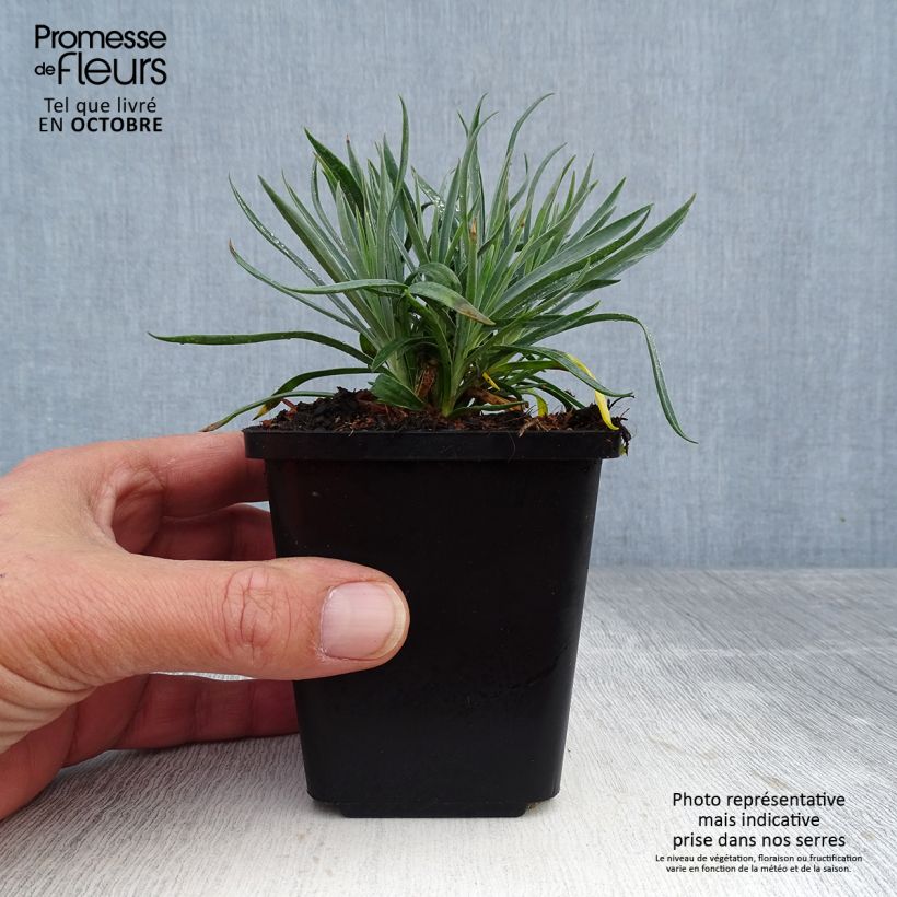 Amostra de Dianthus plumarius Heidi Vaso de 8/9 cm tal como entregue no outono