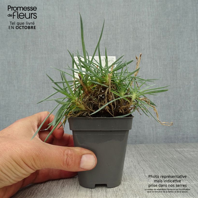 Amostra de Dianthus plumarius Lady in Red Vaso de 8/9 cm tal como entregue no outono
