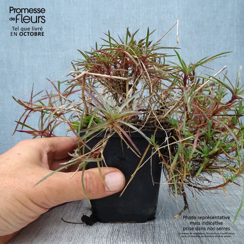 Amostra de Dianthus plumarius Maggie Vaso de 8/9 cm tal como entregue no outono