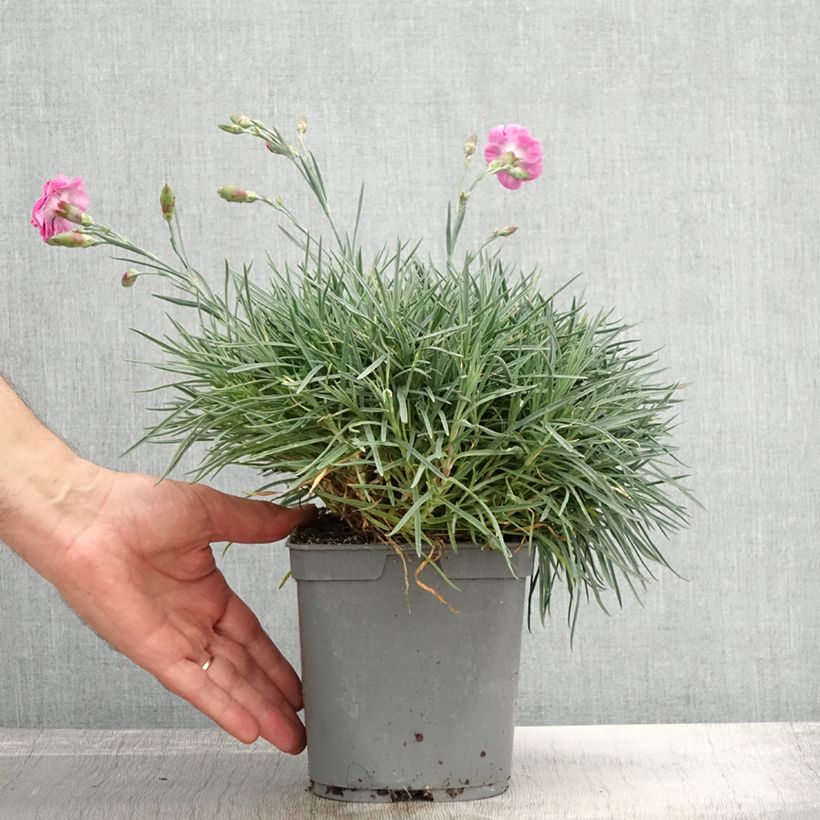 Amostra de Dianthus plumarius Moulin Rouge (Pink Bicolour) Vaso de 2 L/3 L tal como entregue no outono