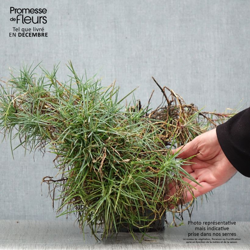 Amostra de Dianthus plumarius Moulin Rouge (Pink Bicolour) - Oeillet mignardise Vaso de 2 L/3 L tal como entregue no inverno