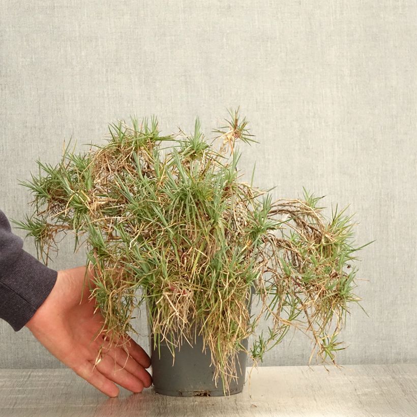 Amostra de Dianthus plumarius Moulin Rouge (Pink Bicolour) Vaso de 2 L/3 L tal como entregue na primavera