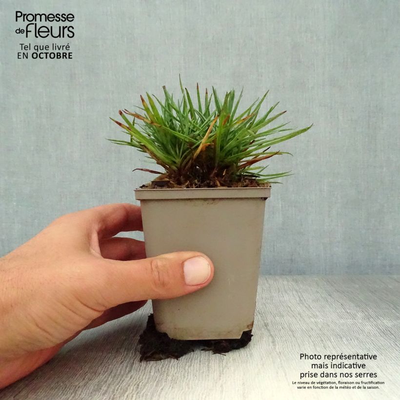Amostra de Dianthus plumarius Munot Vaso de 8/9 cm tal como entregue no outono