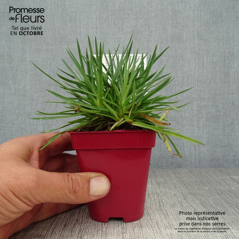 Amostra de Dianthus plumarius Passion Hot Red Vaso de 8/9 cm tal como entregue no outono