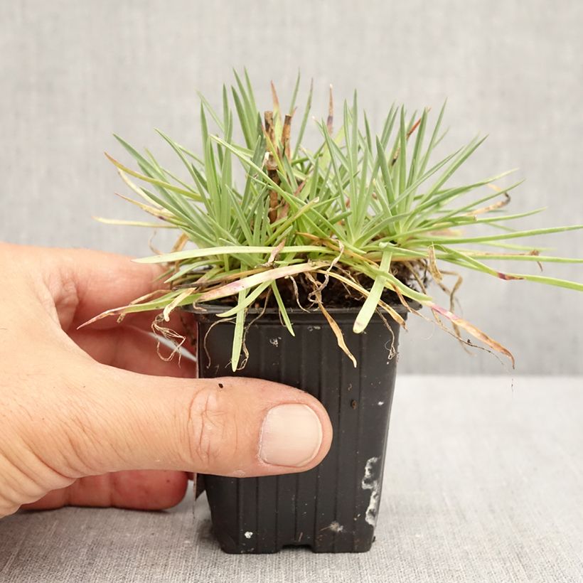 Amostra de Dianthus plumarius Passion Hot Red Vaso de 8/9 cm tal como entregue no verão