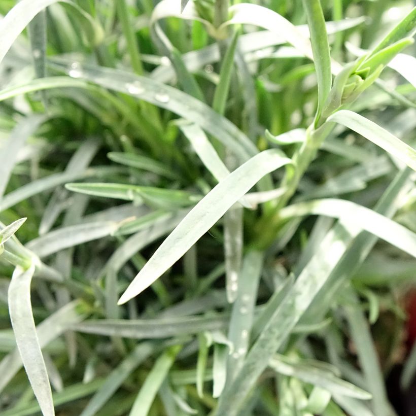 Dianthus plumarius Passion Hot Red (Folhagem)
