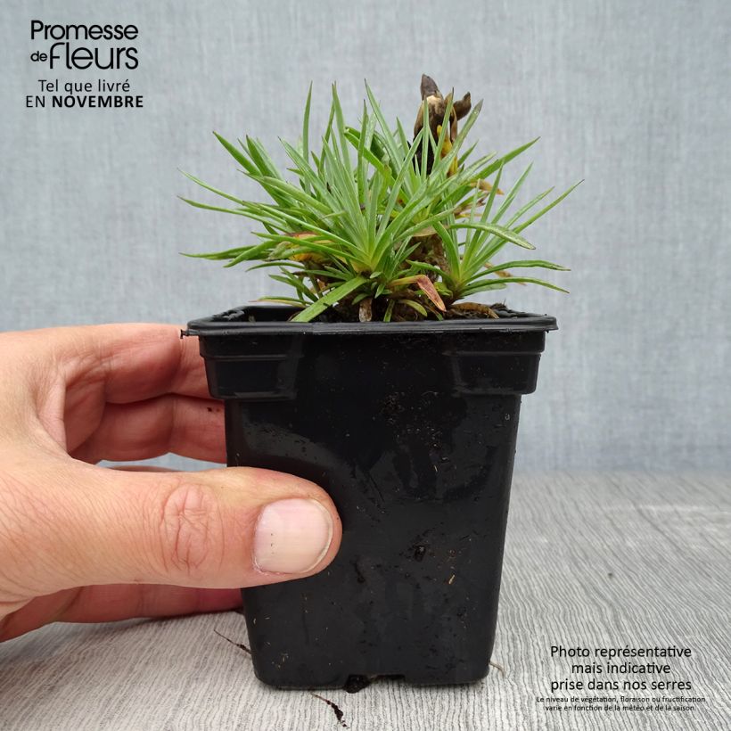 Amostra de Dianthus plumarius Scent First Coconut Sundae Vaso de 7/8 cm tal como entregue no outono