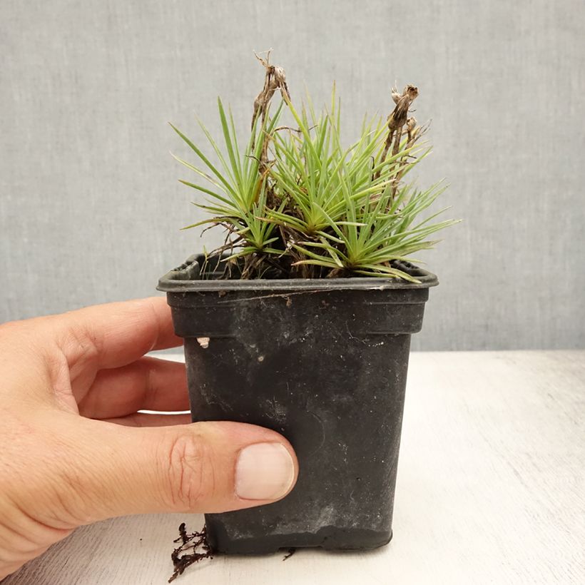 Amostra de Dianthus plumarius Scent First Coconut Sundae Vaso de 7/8 cm tal como entregue no verão