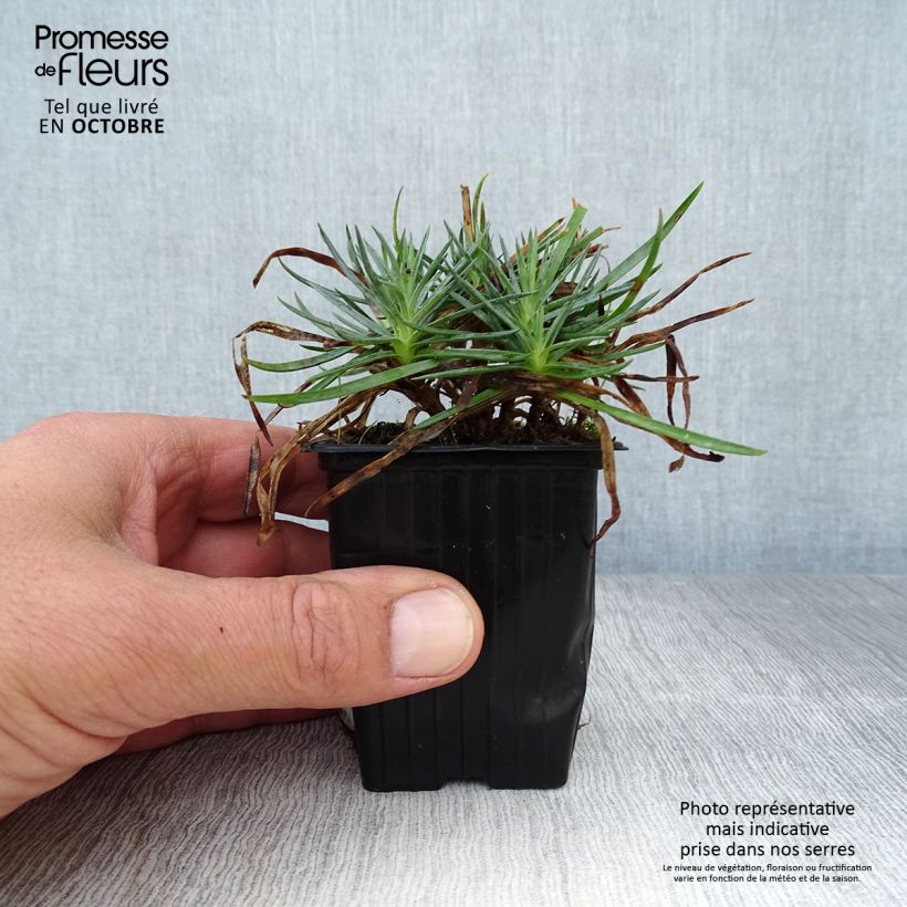 Amostra de Dianthus plumarius Scent First Iced Gem Vaso de 7/8 cm tal como entregue no outono