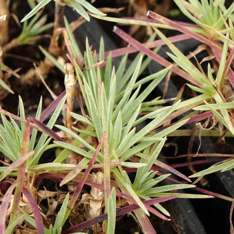 Dianthus plumarius Scent First Iced Gem (Folhagem)