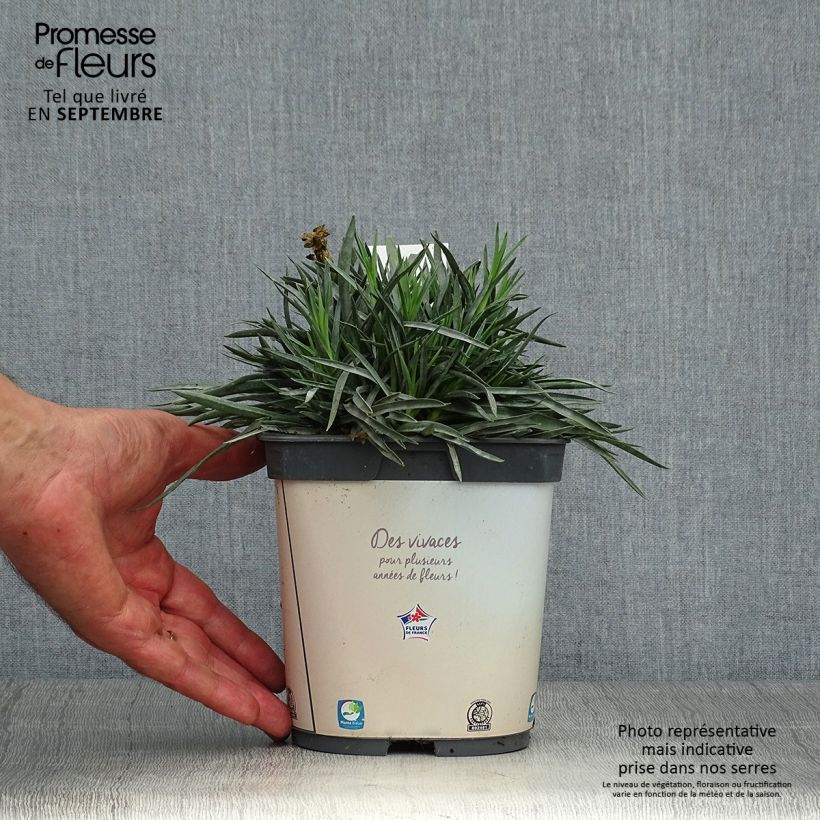 Amostra de Dianthus plumarius Scent First Memories Vaso de 2 L/3 L tal como entregue no outono