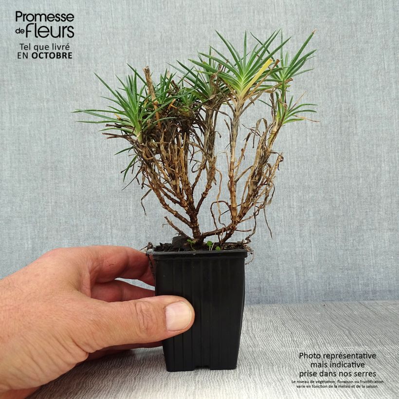 Amostra de Dianthus plumarius Scent First Raspberry Sundae Vaso de 7/8 cm tal como entregue no outono