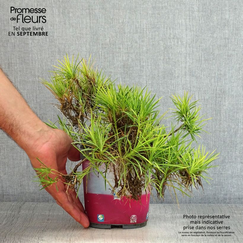 Amostra de Dianthus plumarius Scent First Raspberry Sundae Vaso de 2 L/3 L tal como entregue no verão
