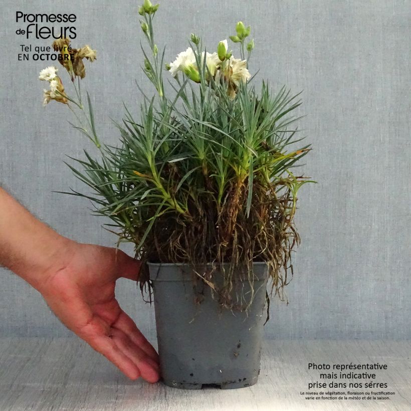 Amostra de Dianthus plumarius Scent First Romance Vaso de 2 L/3 L tal como entregue no outono