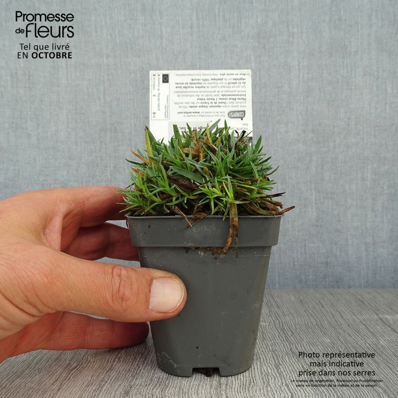 Amostra de Dianthus plumarius Warden Hybrid Vaso de 8/9 cm tal como entregue no outono