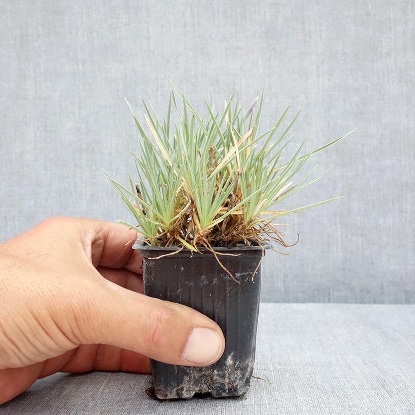 Amostra de Dianthus Pop Star Vaso de 8/9 cm tal como entregue no verão
