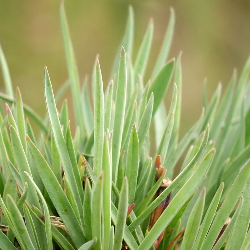 Dianthus plumarius (Folhagem)