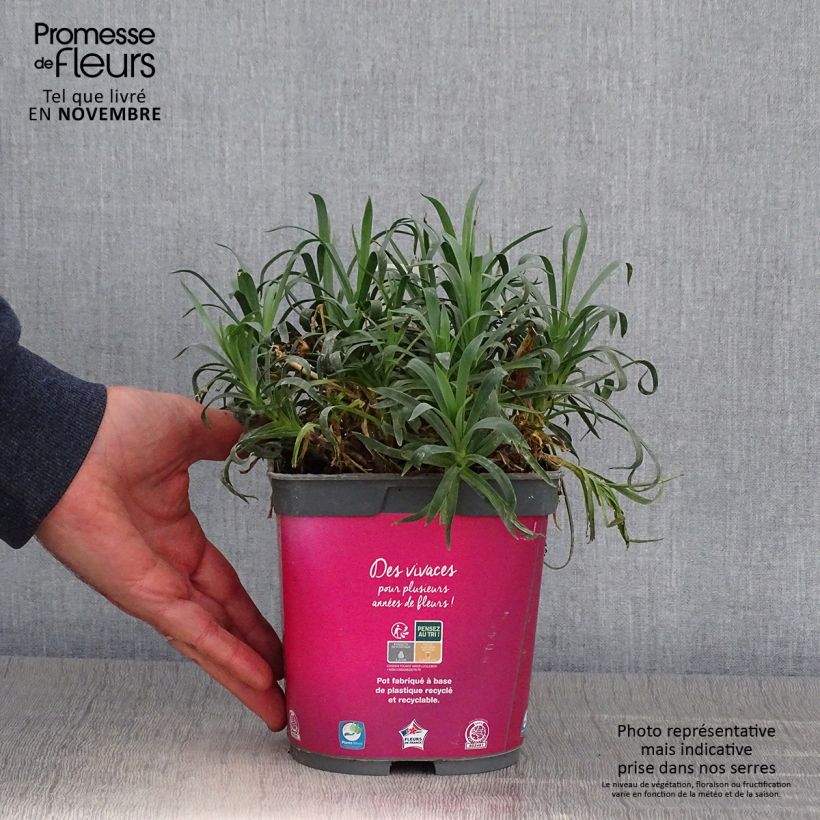 Amostra de Dianthus plumarius Vaso de 2 L/3 L tal como entregue no outono