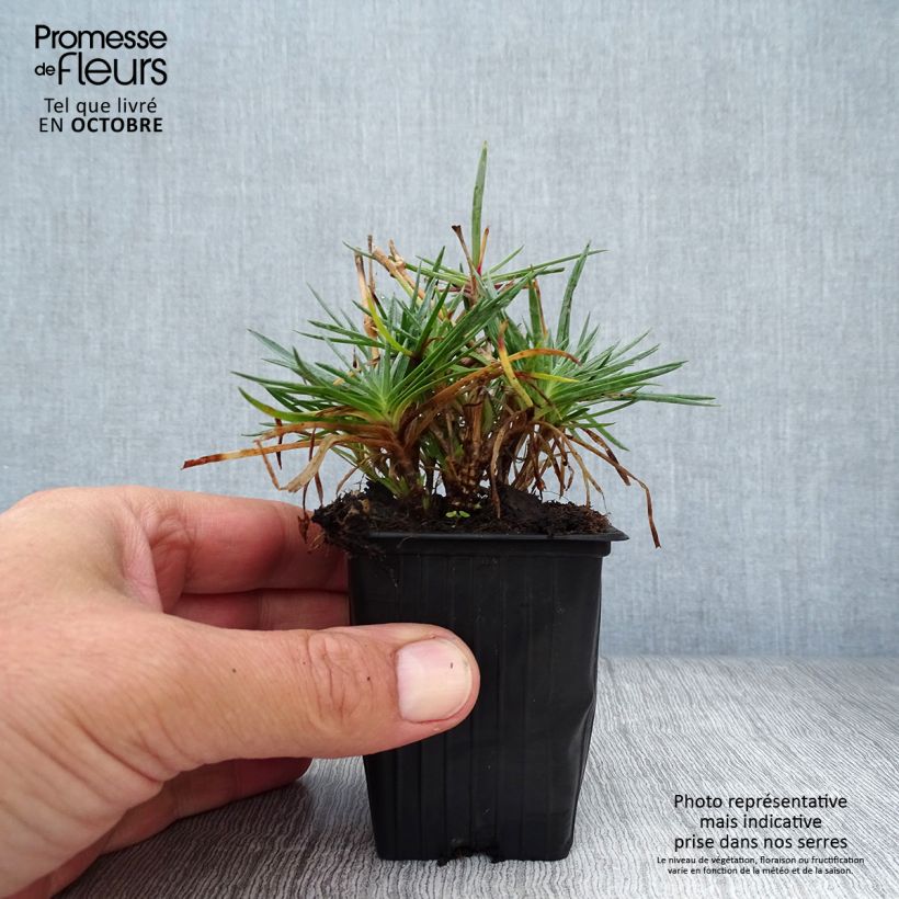 Amostra de Dianthus plumaris Scent First Tickled Pink Vaso de 7/8 cm tal como entregue no outono