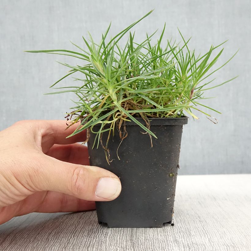 Amostra de Dianthus spiculifolius Vaso de 8/9 cm tal como entregue no outono