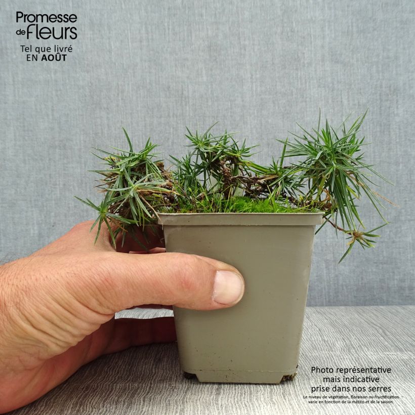 Amostra de Dianthus spiculifolius Vaso de 8/9 cm tal como entregue no verão