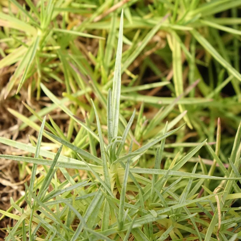Dianthus spiculifolius (Folhagem)