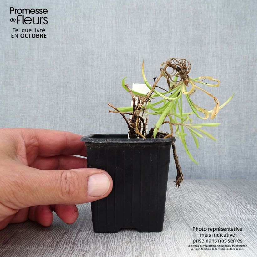 Amostra de Dianthus superbus Vaso de 8/9 cm tal como entregue no outono
