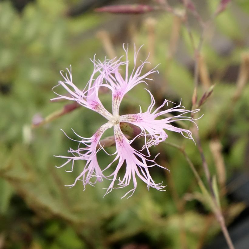 Dianthus superbus (Floração)