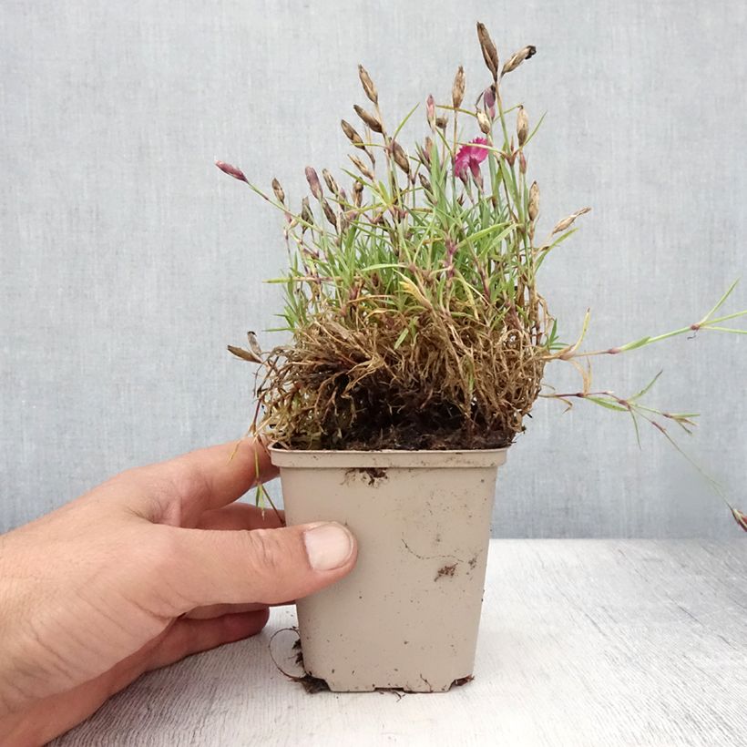 Amostra de Dianthus Vivid Bright Light Vaso de 8/9 cm tal como entregue no verão