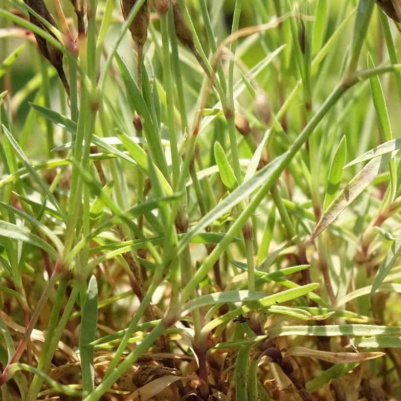 Dianthus Vivid Bright Light (Folhagem)