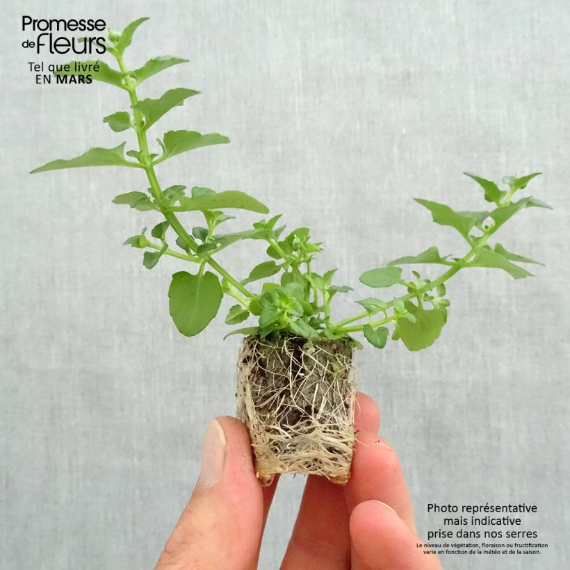 Amostra de Diascia Breezee Plus Red Mini-motte Ø 1,5/2,5 cm tal como entregue na primavera