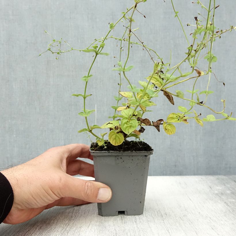 Amostra de Diascia fetcaniensis Vaso de 8/9 cm tal como entregue no outono