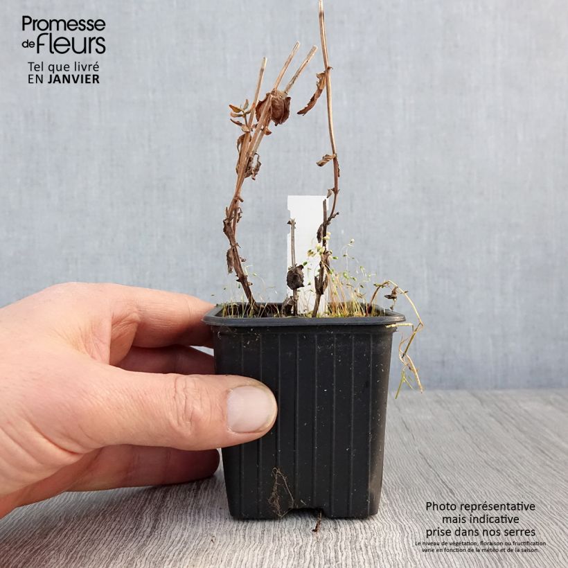 Amostra de Diascia personata Vaso de 8/9 cm tal como entregue no inverno