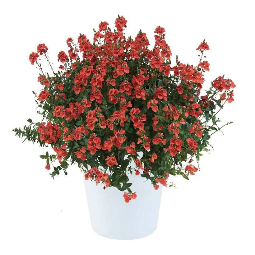 Diáscia Trinity Sunset (Hábito)