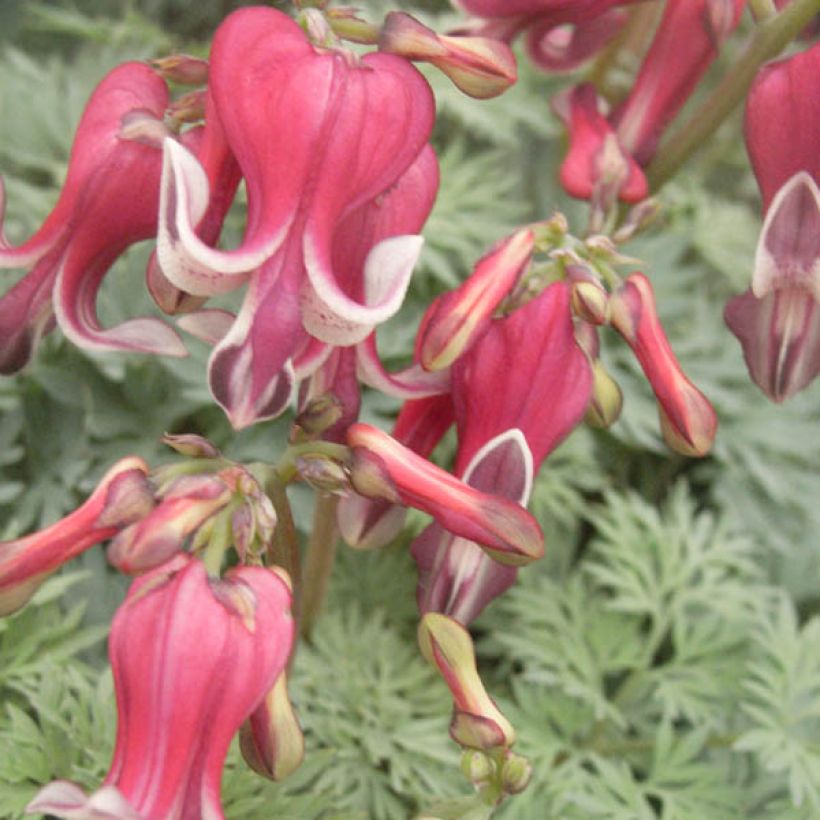 Dicentra King of Hearts (Floração)