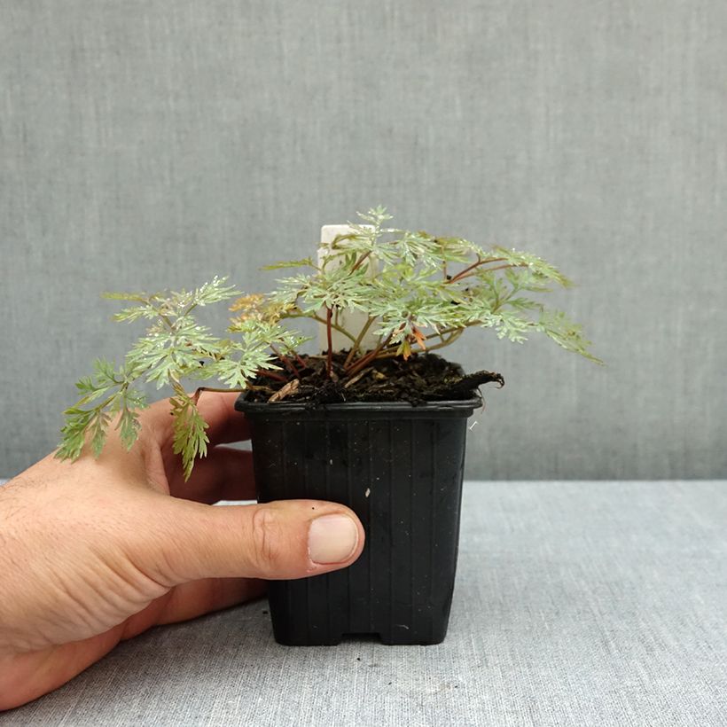 Amostra de Dicentra Pink Diamonds Vaso de 8/9 cm tal como entregue no outono