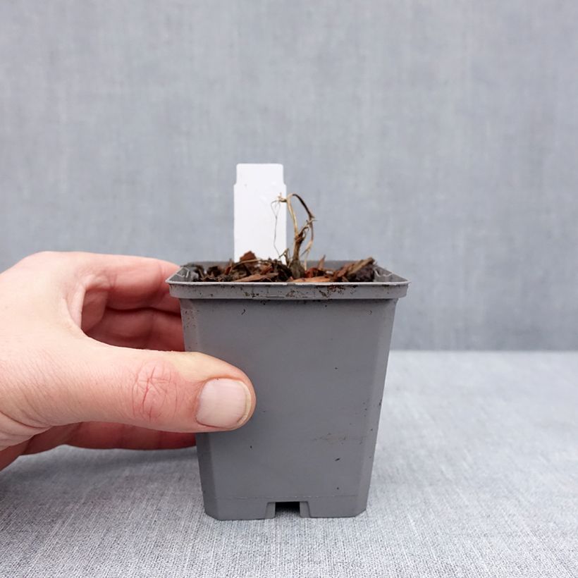 Amostra de Dicentra Pink Diamonds - Coeur de Marie Godet de 8/9 cm tal como entregue no inverno