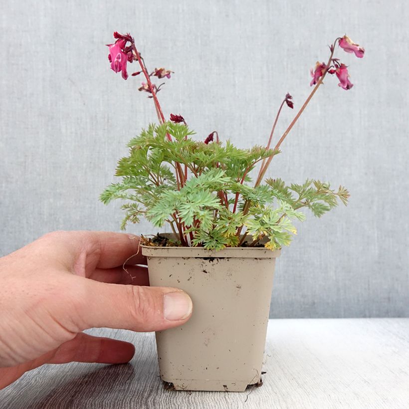 Amostra de Dicentra Pink Diamonds Vaso de 8/9 cm tal como entregue na primavera