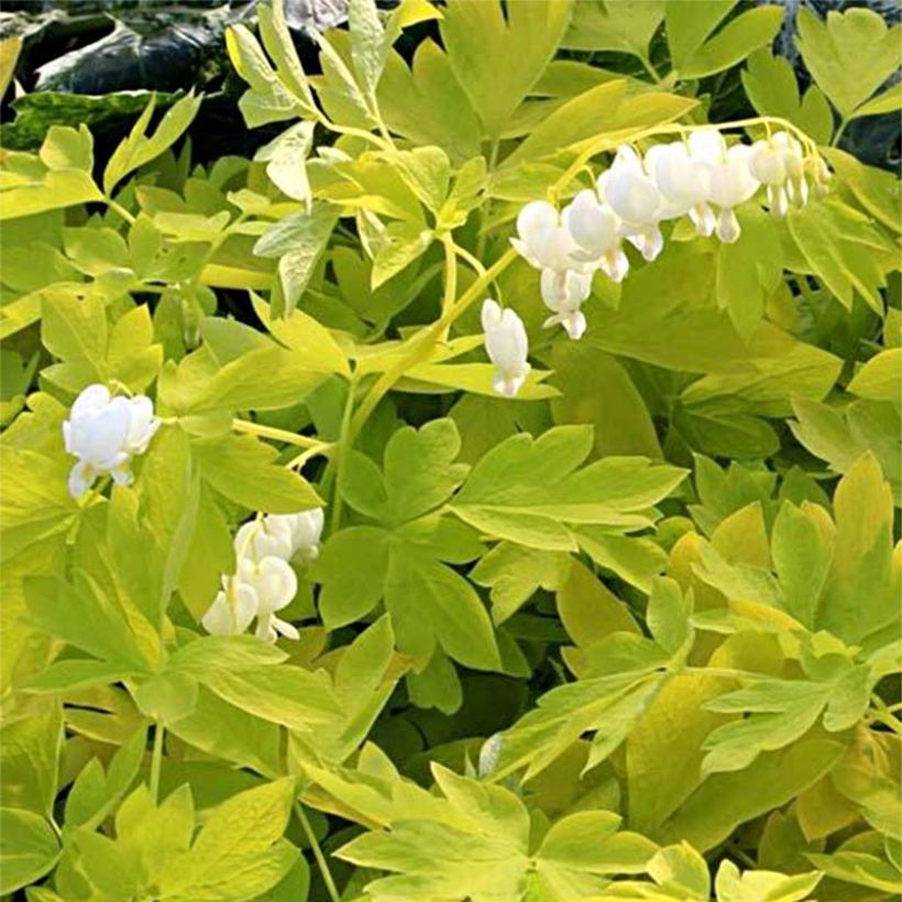 Dicentra spectabilis White Gold (Floração)