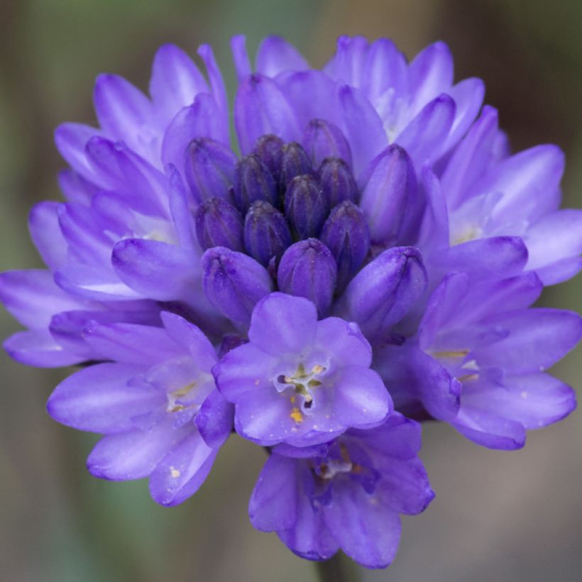 Dichelostemma congestum (Floração)