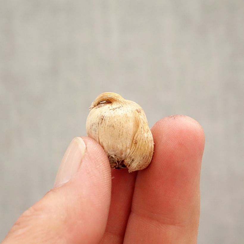 Amostra de Dichelostemma congestum Bulbo Calibre 5+ tal como entregue na primavera