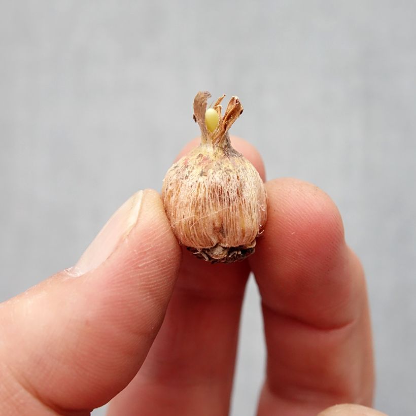 Amostra de Dichelostemma Pink Diamond Bulbo size 5+ tal como entregue na primavera