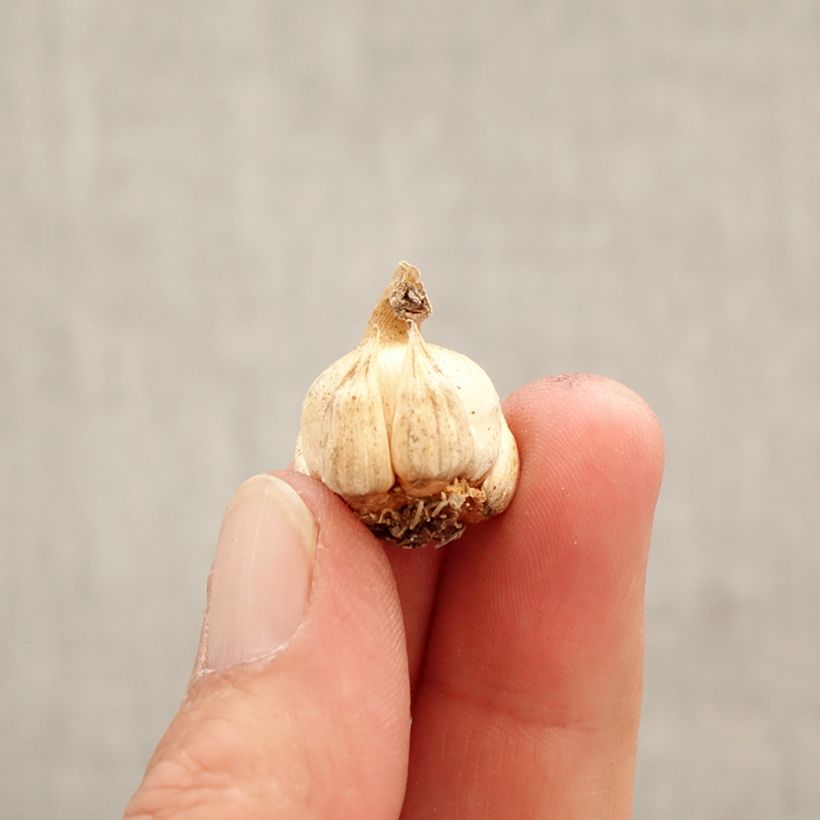 Amostra de Dichelostemma ida-maia - Cacho-de-fogo Bulbo Calibre 5+ tal como entregue na primavera