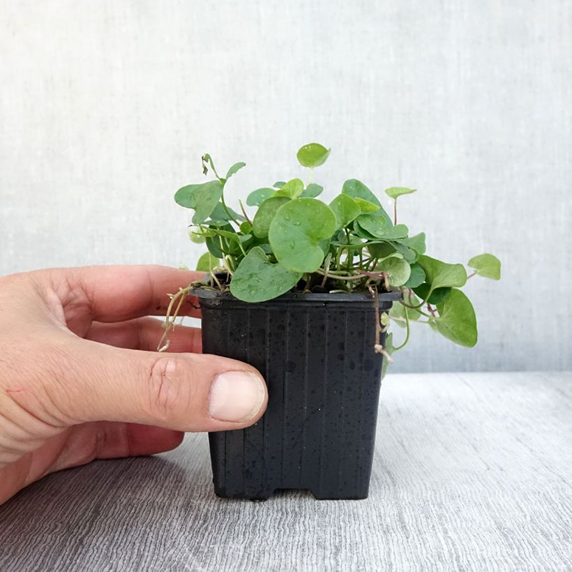 Amostra de Dichondra repens Vaso de 8/9 cm tal como entregue no outono