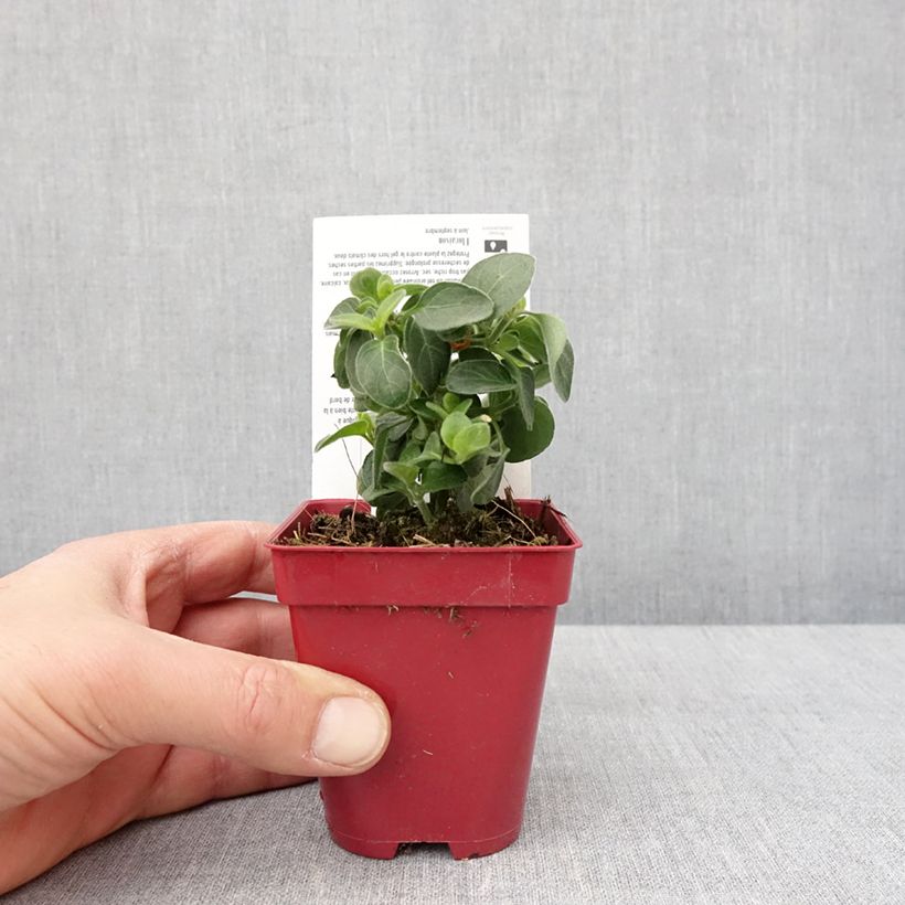 Amostra de Dicliptera suberecta - Justicia ou Jacobinia squarrosa Godet de 8/9 cm tal como entregue no inverno