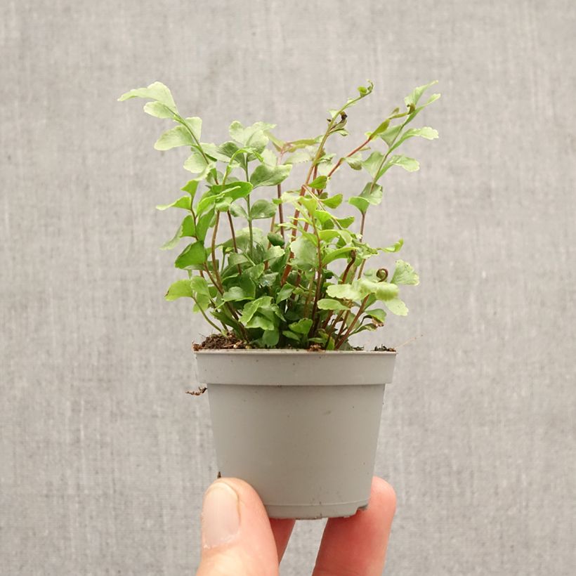 Amostra de Didymochlaena truncatula - Feto-mogno Miniplanta tal como entregue na primavera