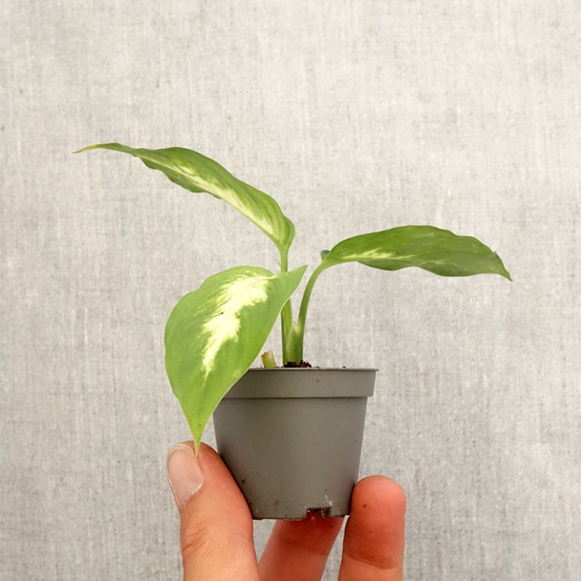 Amostra de Dieffenbachia Camilla Mini-plante tal como entregue na primavera