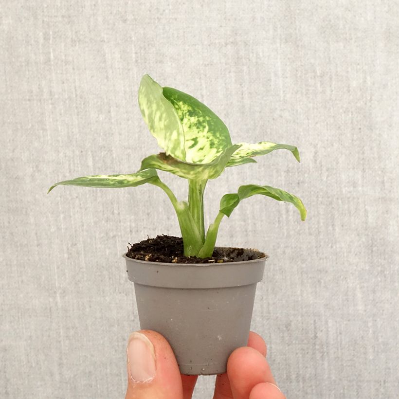 Amostra de Dieffenbachia maculata Amy Mini-plante tal como entregue na primavera