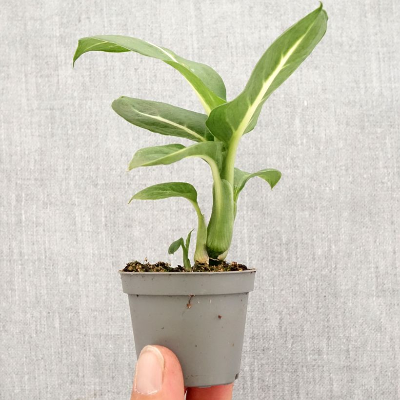 Amostra de Dieffenbachia Sterling Mini-plante tal como entregue na primavera