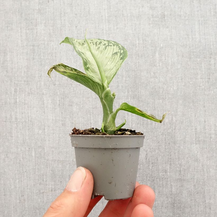 Amostra de Dieffenbachia Tropic Snow Mini-plante tal como entregue na primavera